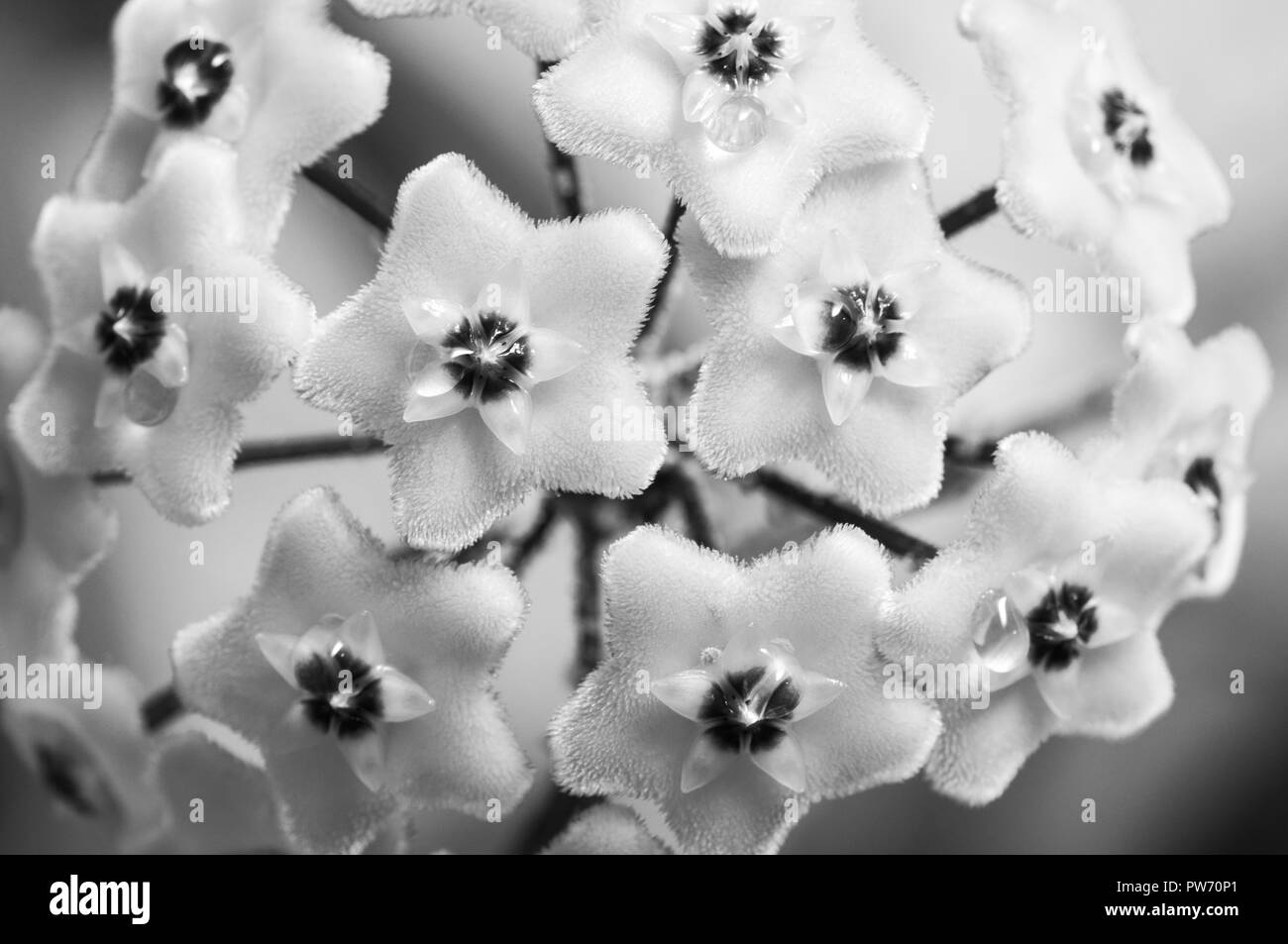 Hoya carnosa in black and white Stock Photo