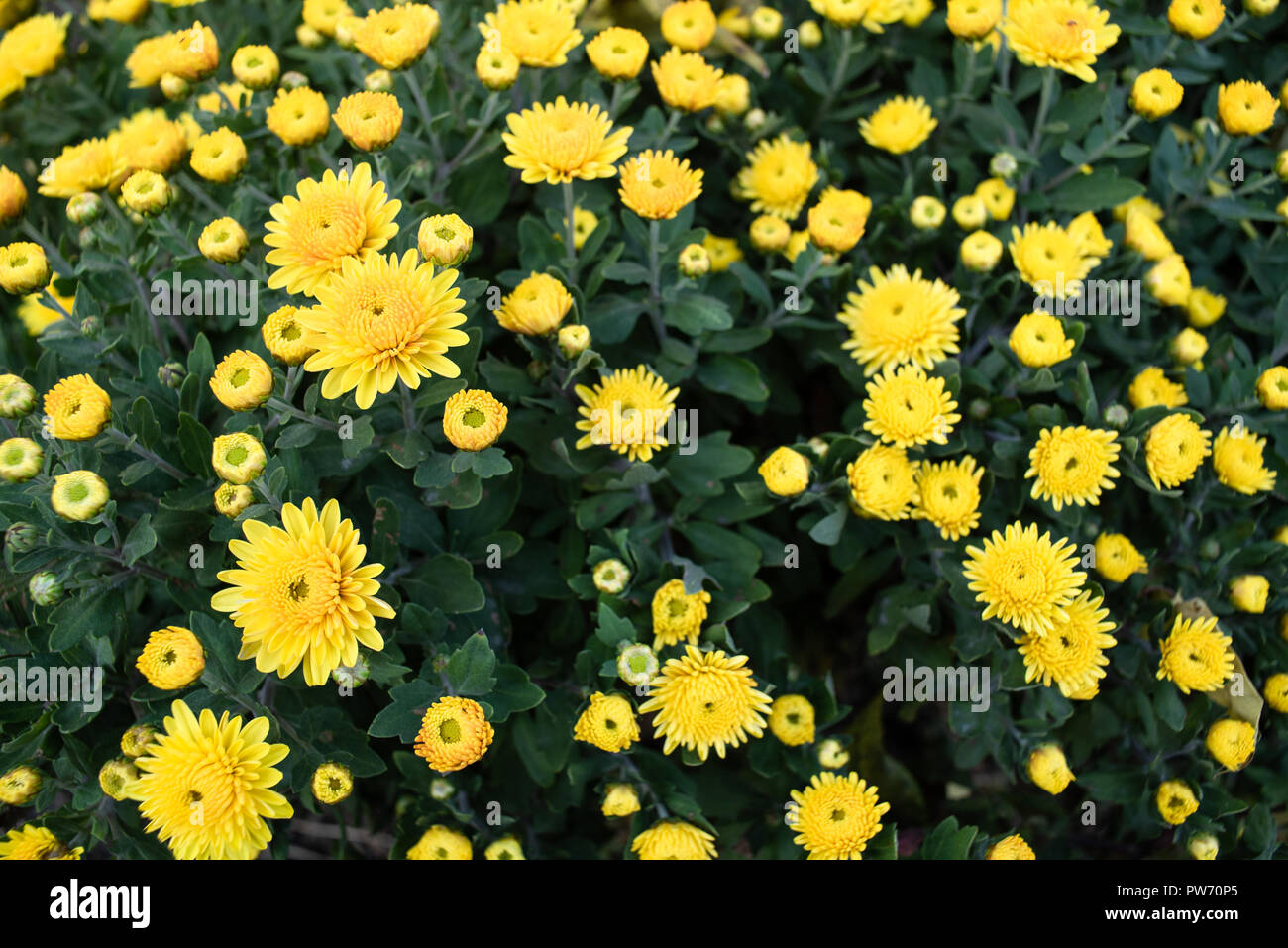 Wild yellow flowers Stock Photo
