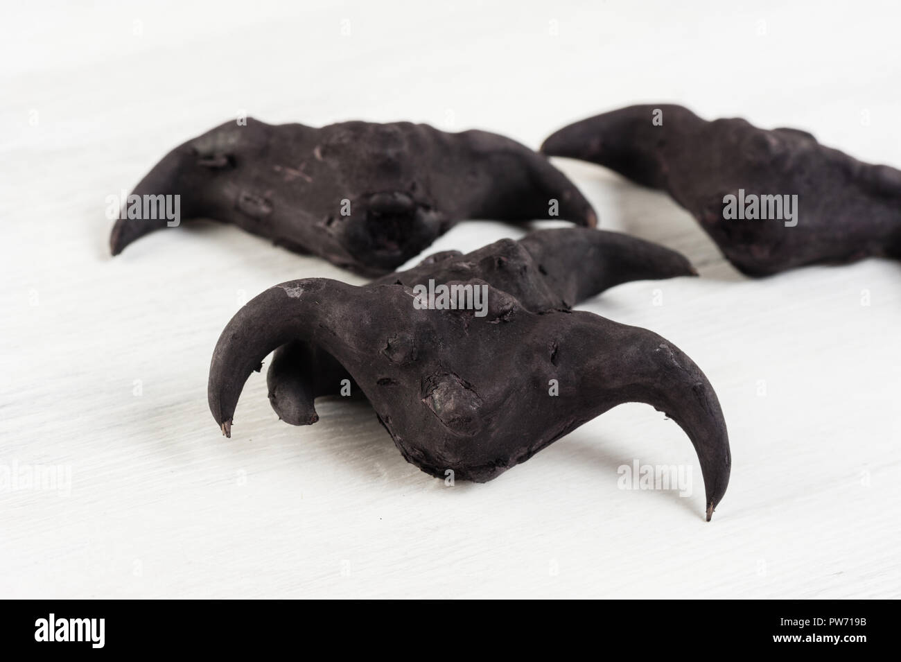 Water caltrop on a white background, Water Chestnut, Trapa natans Stock Photo