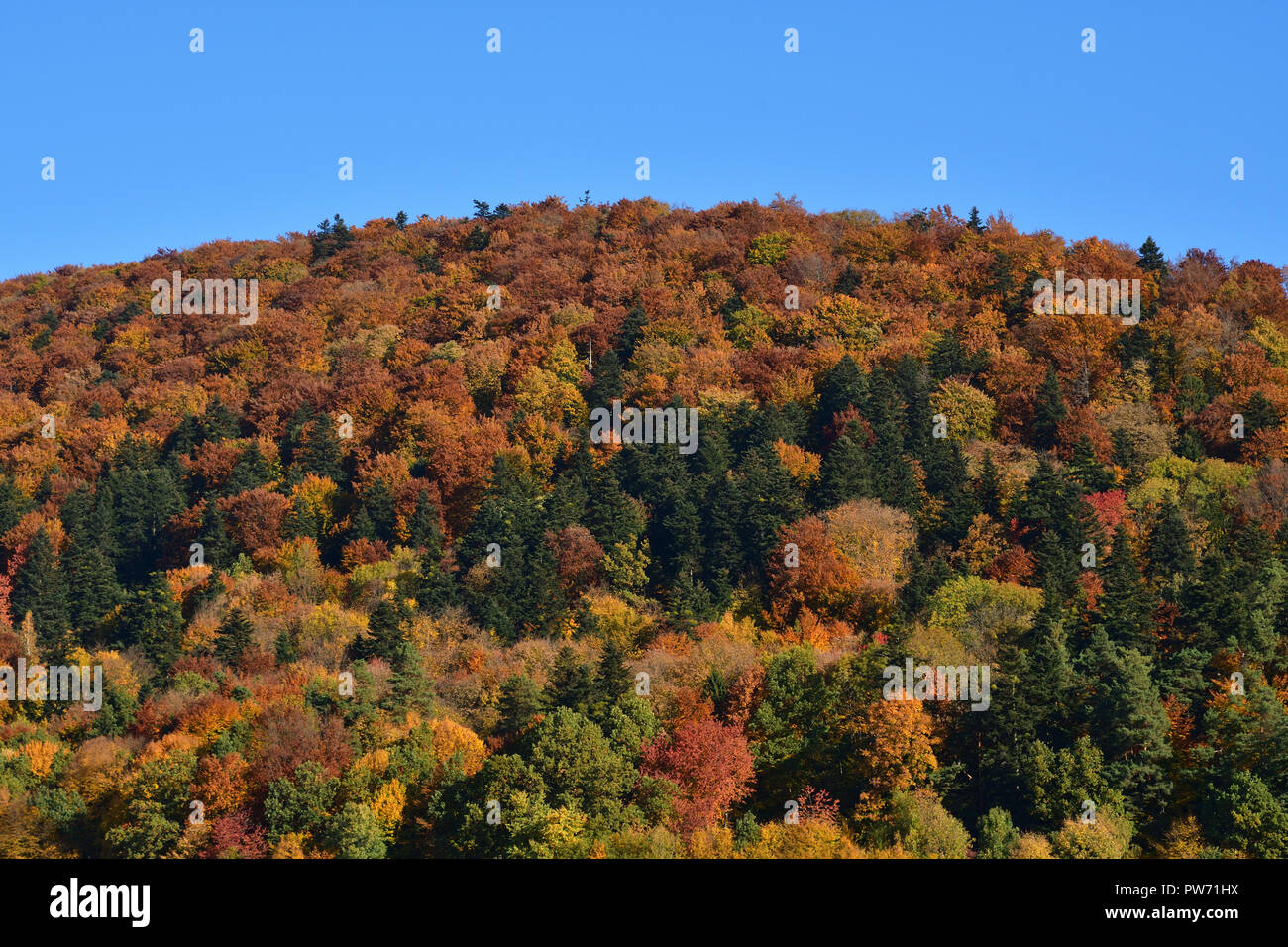 view of colorful trees and leaves in autumn beautiful colorful autumn ...