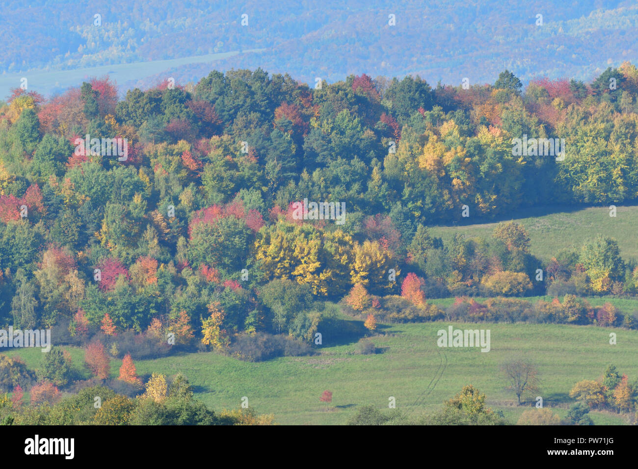 view of colorful trees and leaves in autumn beautiful colorful autumn ...