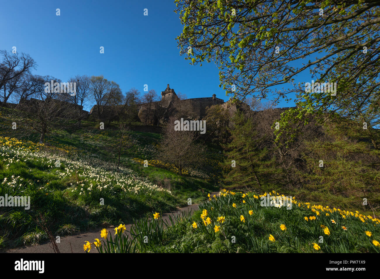 Yellow flowers in scotland hires stock photography and images Alamy