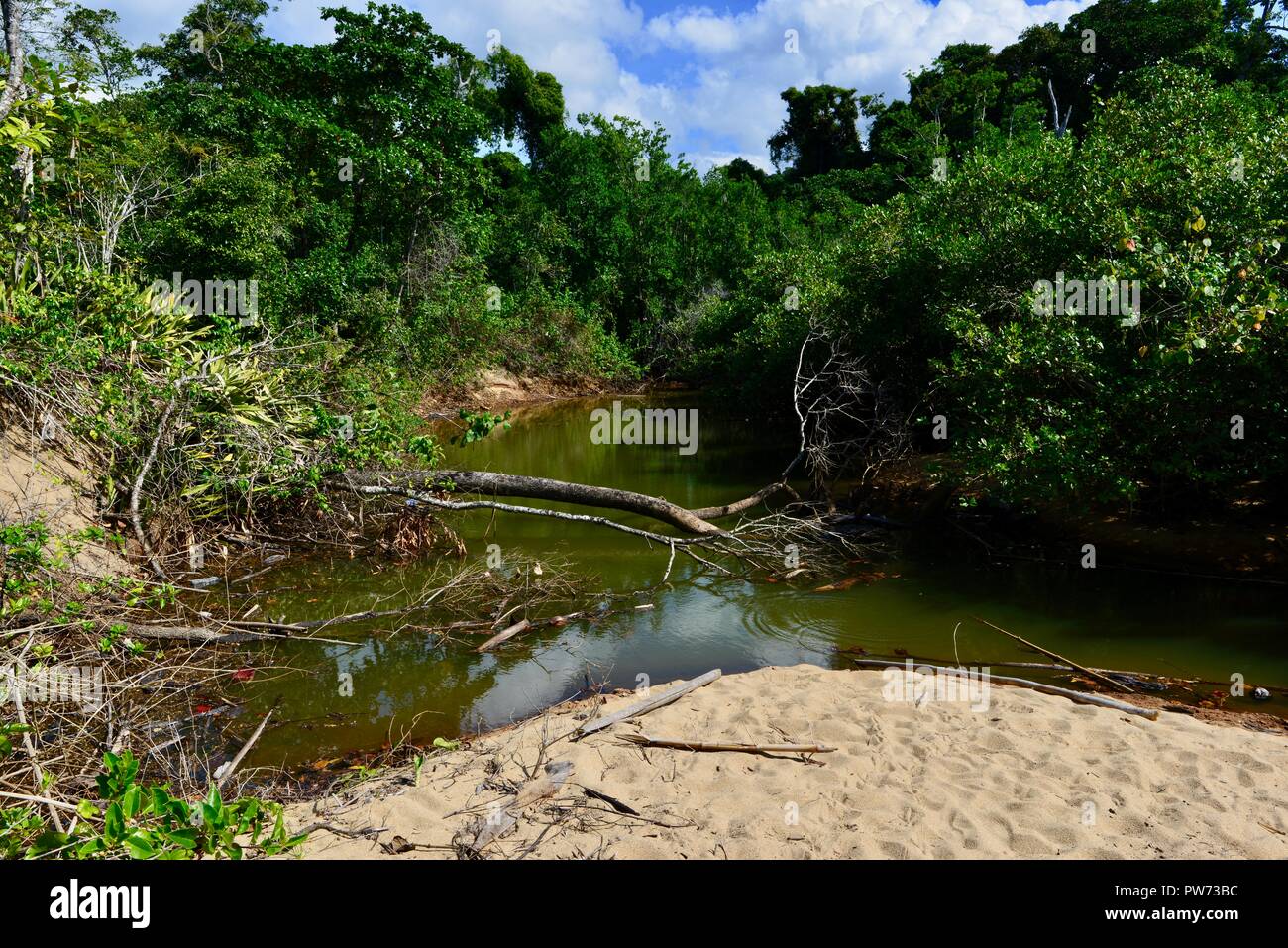 A stagnant backwater near a beach, Scenes from Flying fish point, QLD