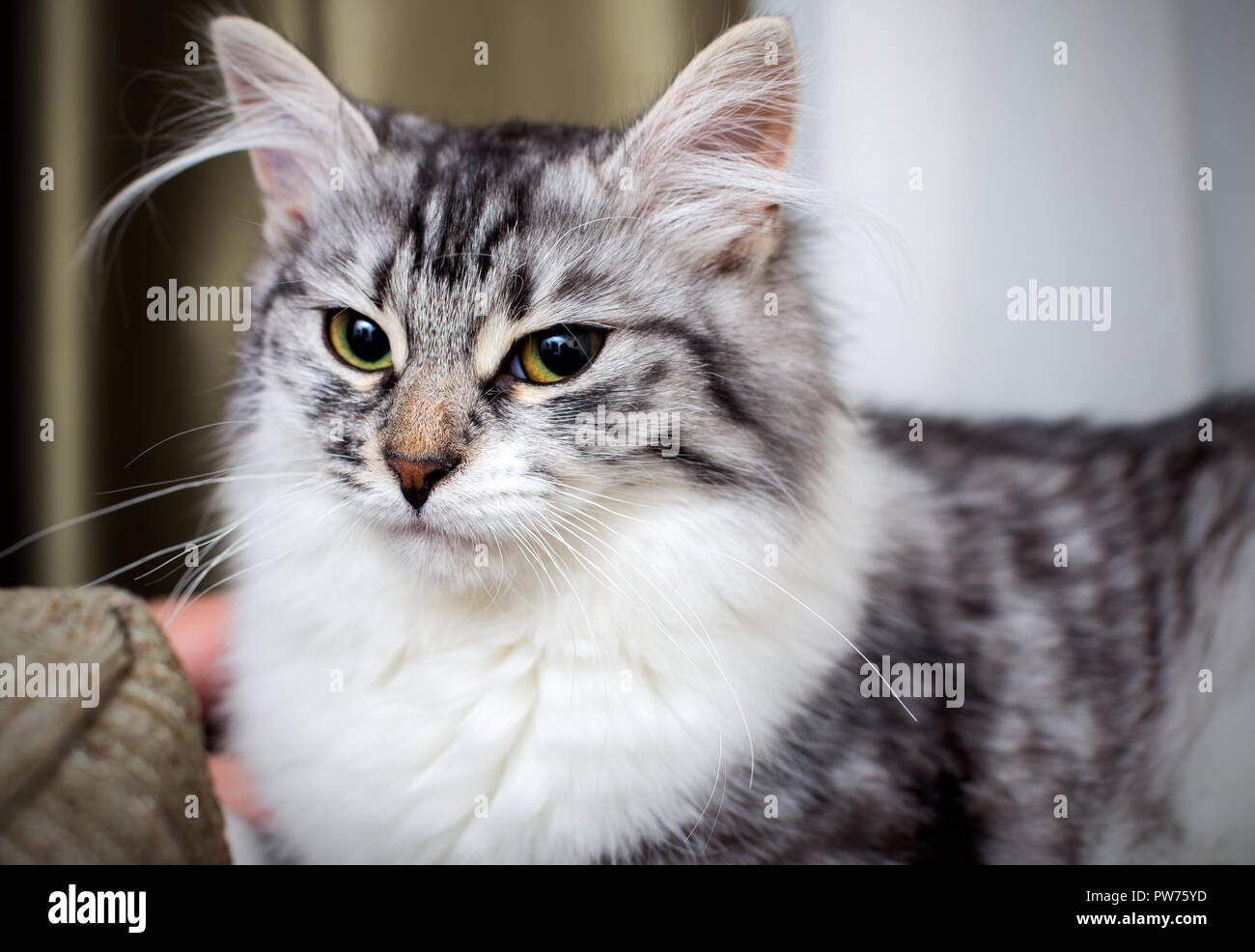fluffy gray cat Stock Photo - Alamy