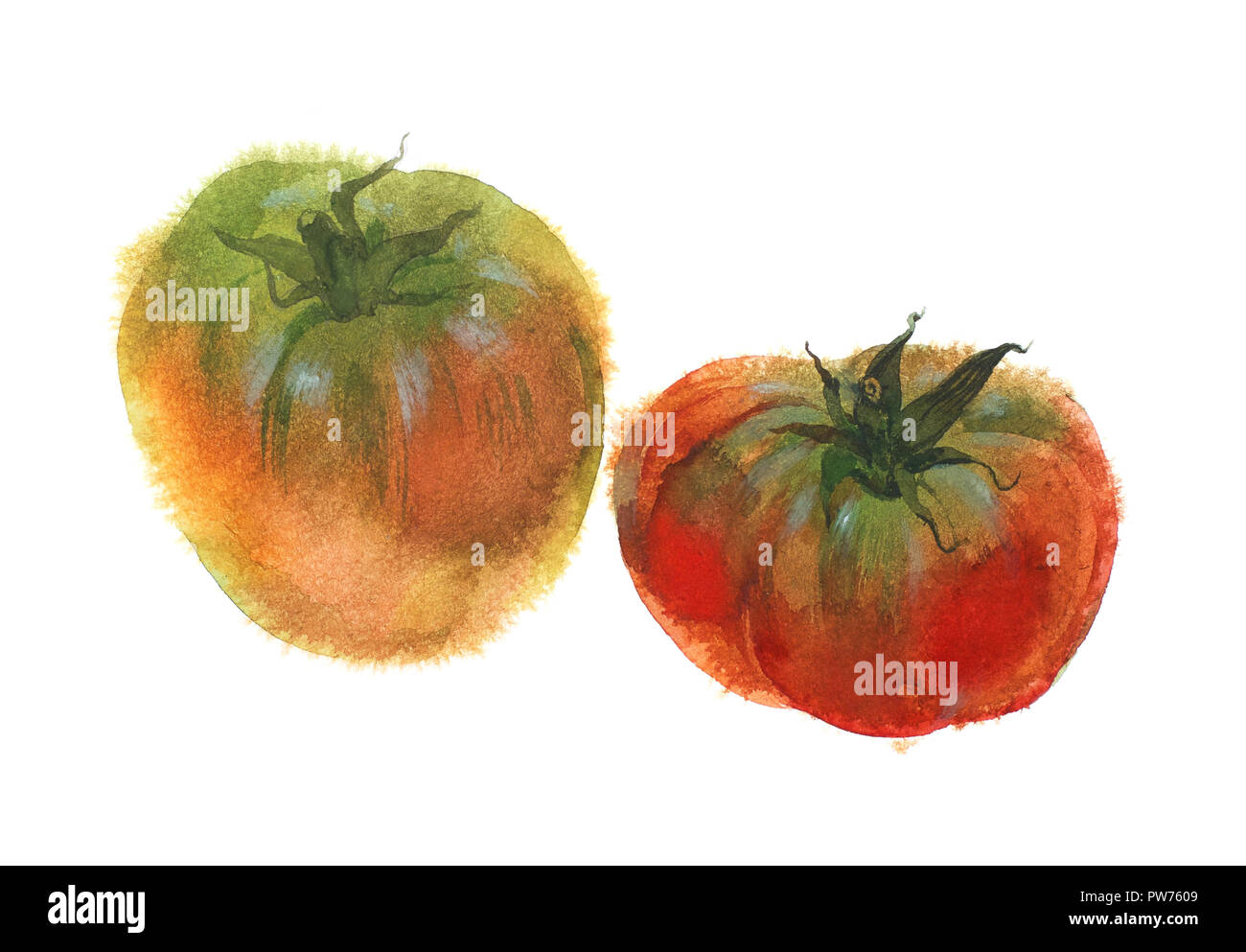 Watercolor image of two ripe tomatoes. Isolated on white Stock Photo ...