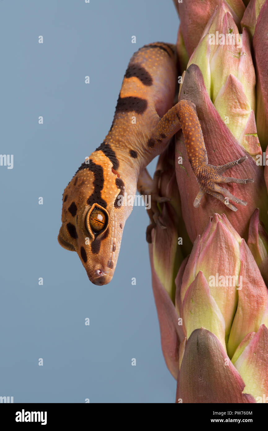 Vietnamese Cave Gecko (Goniurosaurus araneus) Stock Photo