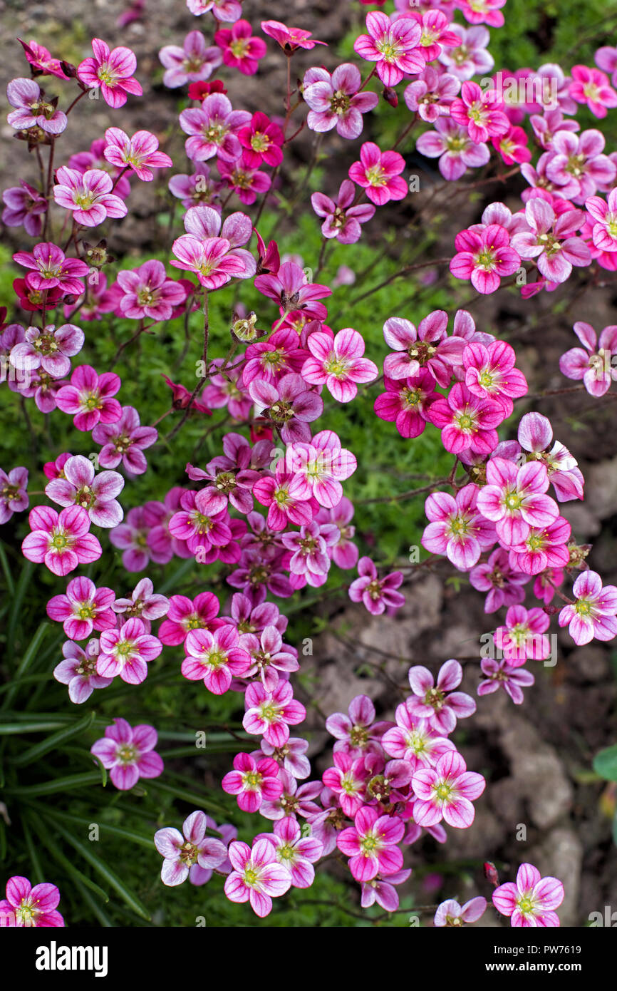 Little pink flowers Saxifraga Stock Photo
