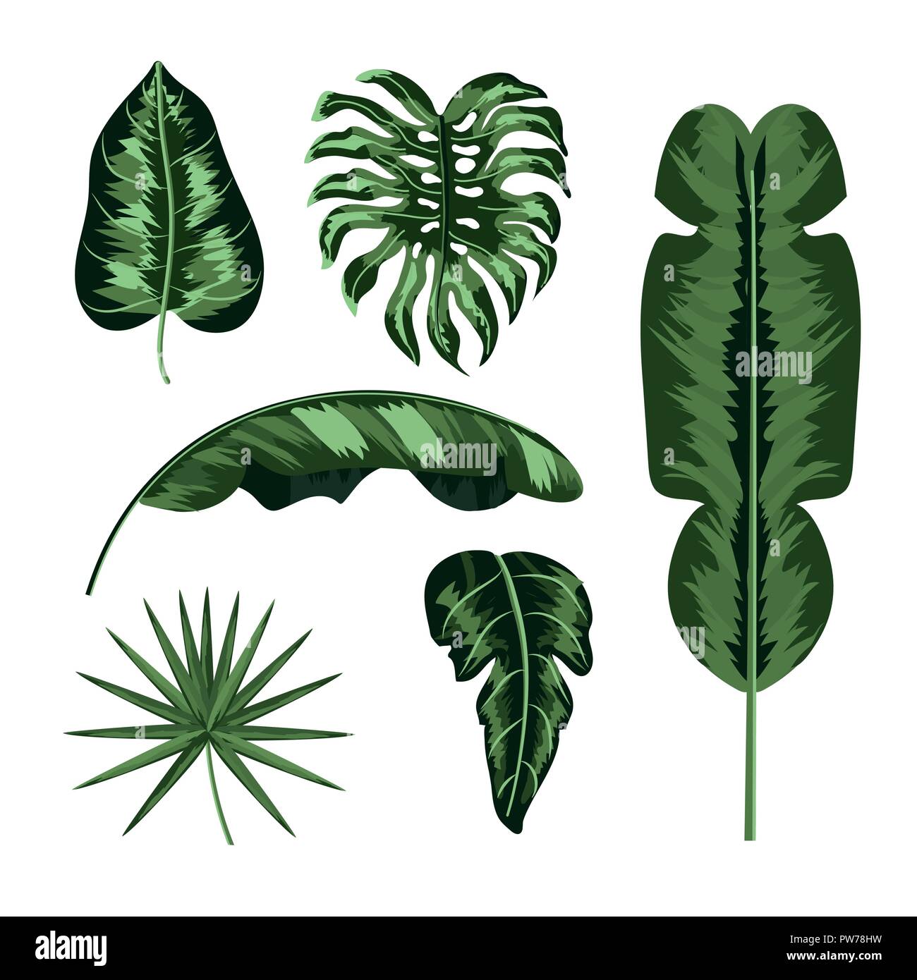 set natural leaves plants style Stock Vector Image & Art - Alamy