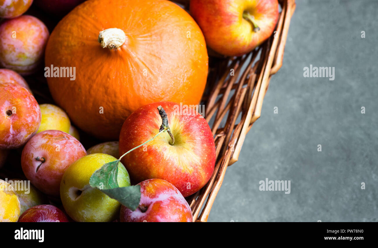 Colorful freshly picked plums Mirabelles red yellow green apples pumpkin in wicker basket on black grey stone background. Thanksgiving autumn fall har Stock Photo