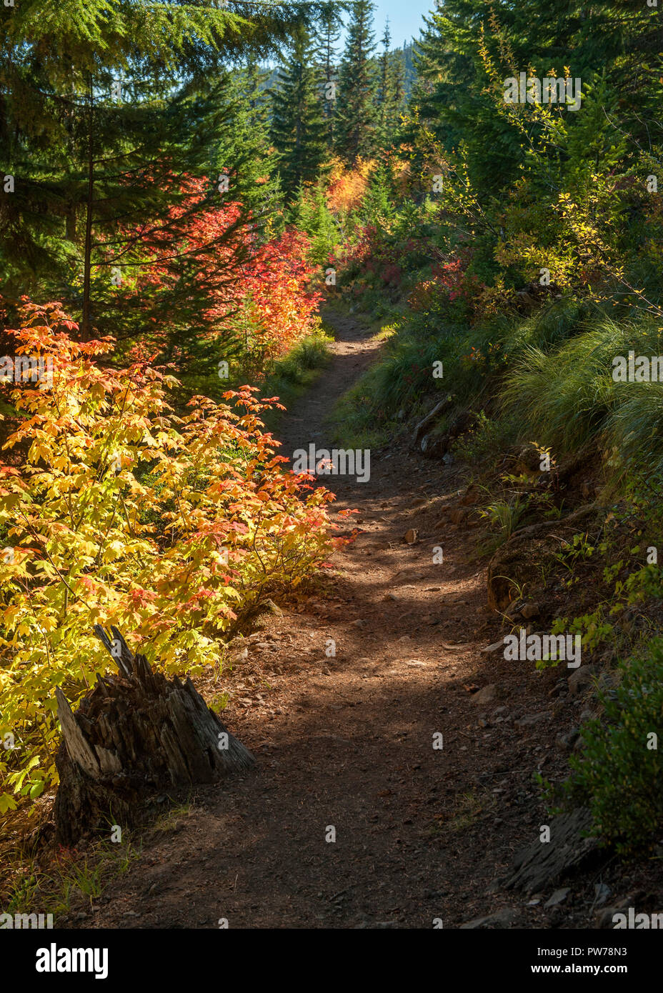 Vine Maples (Acer circinatum) in full fall color along a hiking trail