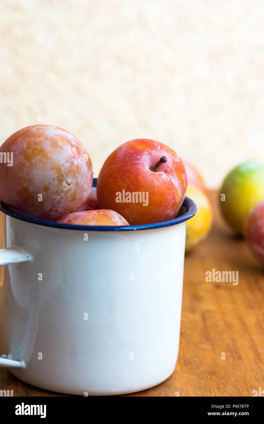 Colorful multicolored freshly picked plums Mirabelles red yellow green in white enamel mug on black grey stone background. Autumn fall harvest abundan Stock Photo