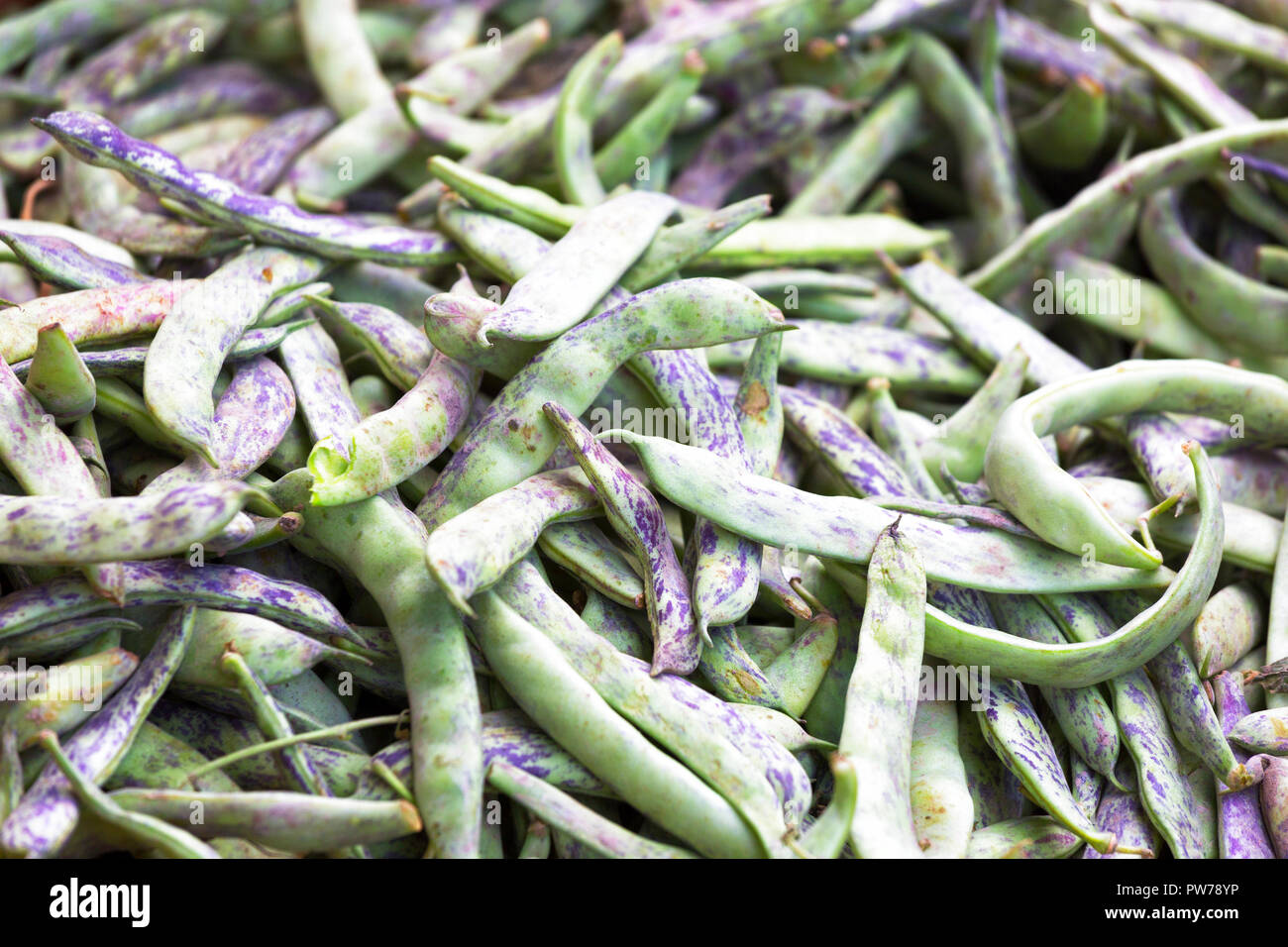 Fresh green beans in pods close-up as background for design. Stock Photo