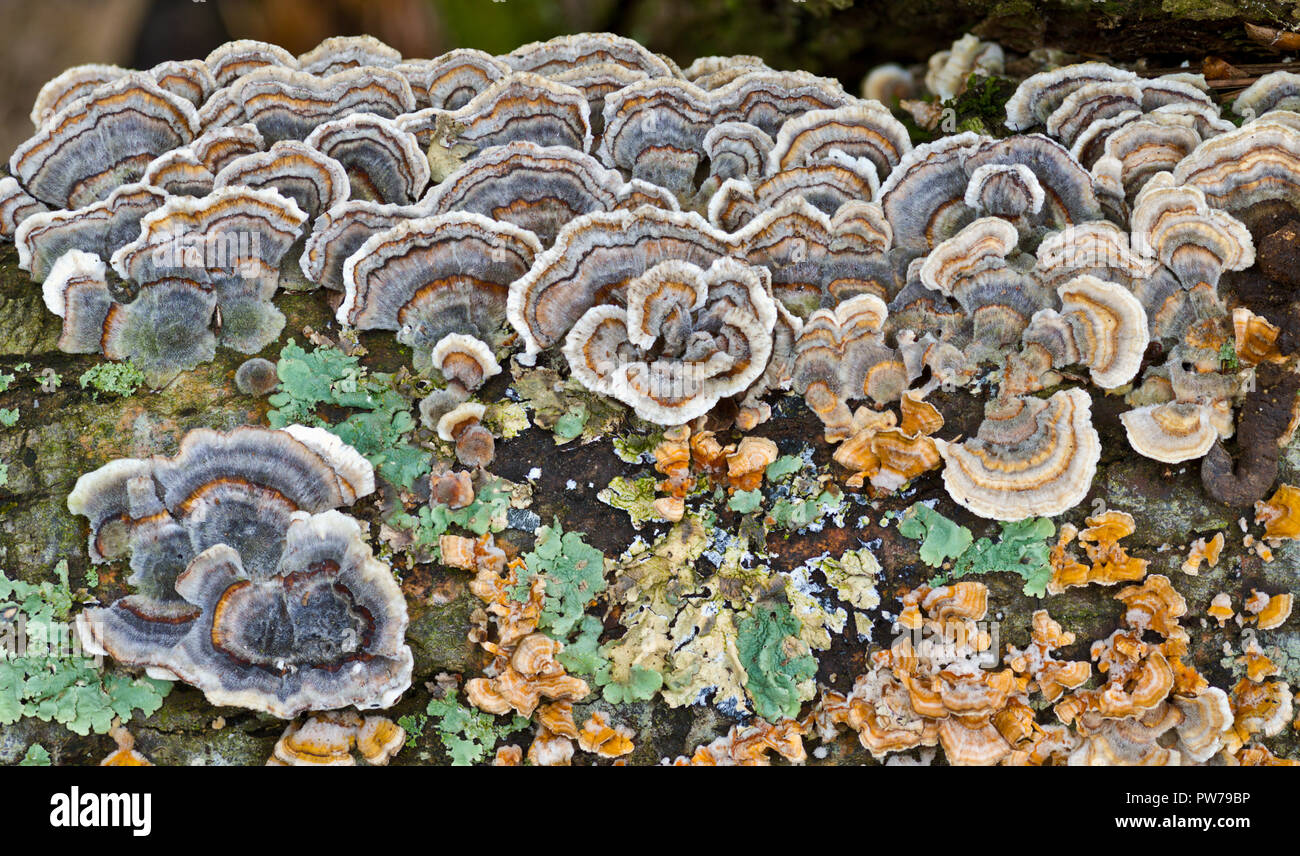 Turkey-tail fungus (Trametes versicolor) on rotting log with turquoise lichen and smaller variety of turkey-tail (amber). Recent studies show that T.  Stock Photo