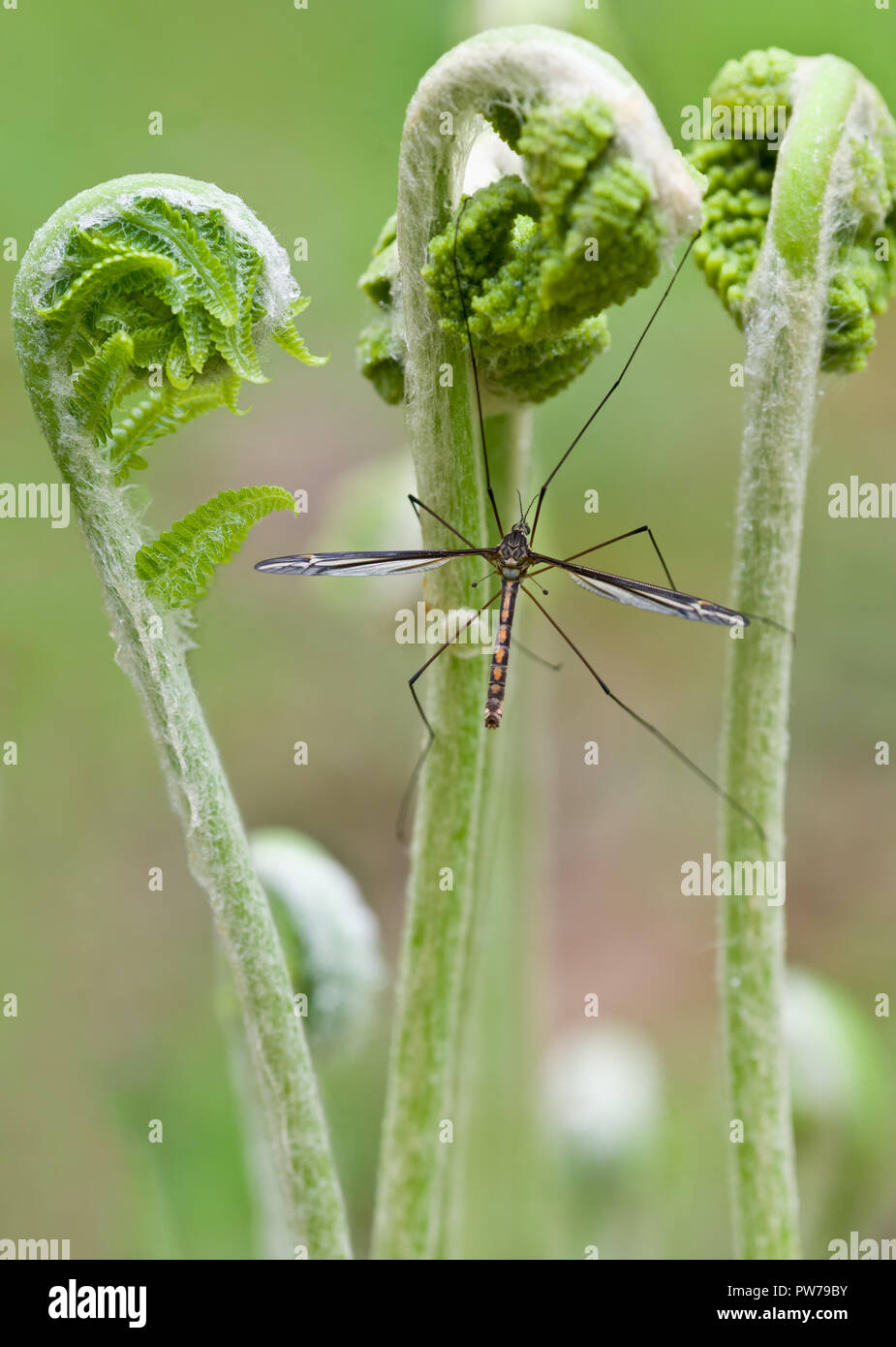 Cranefly (family Tipulidae) resting on furled fern fronds ('fiddleheads'). Tiny dumbell-shaped projections from thorax are halteres, which provide inf Stock Photo