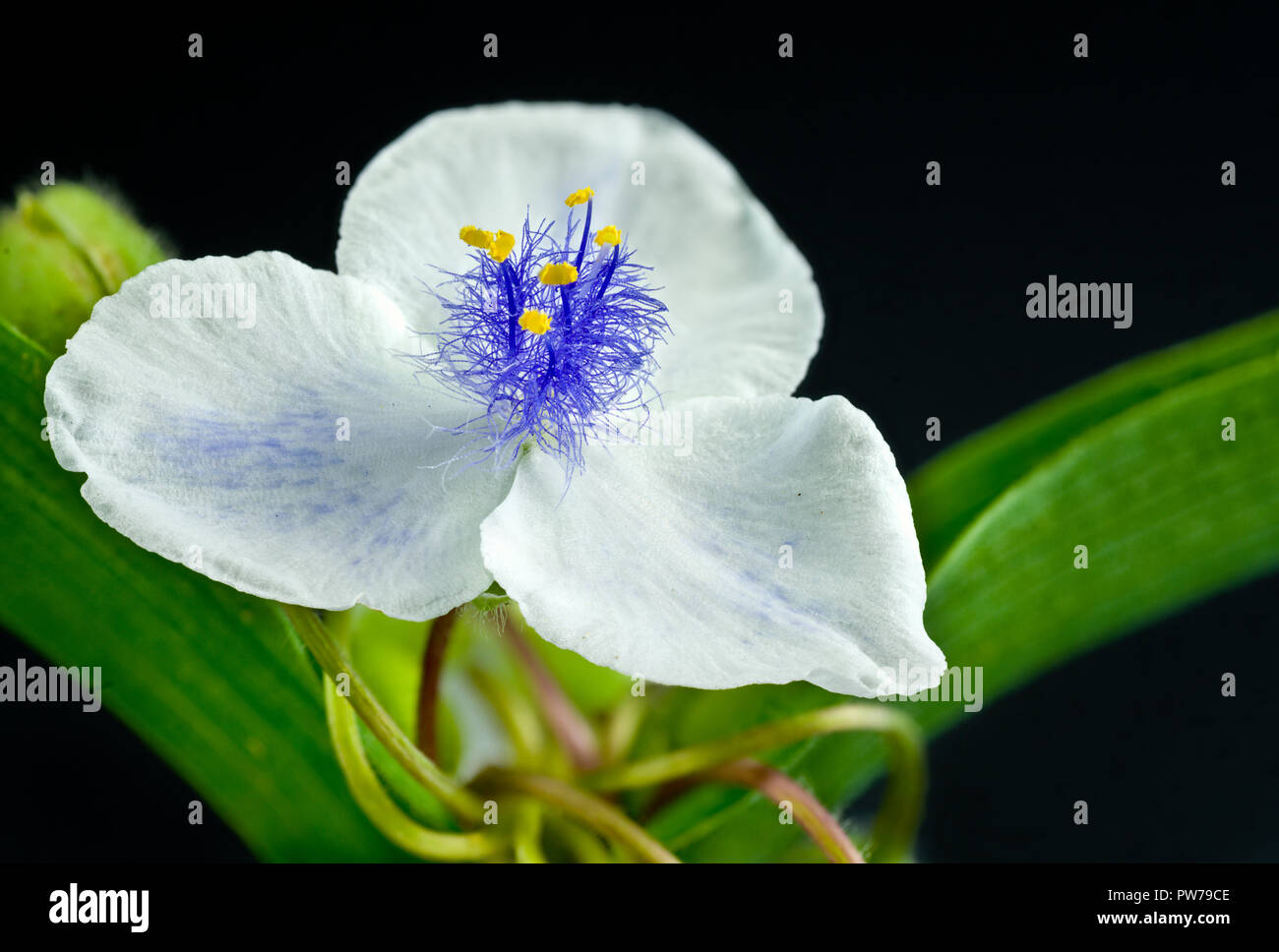 Blossom of white spiderwort (Tradescantia sp.), showing the stamens' brilliant blue filaments and and bright yellow anthers. Stock Photo