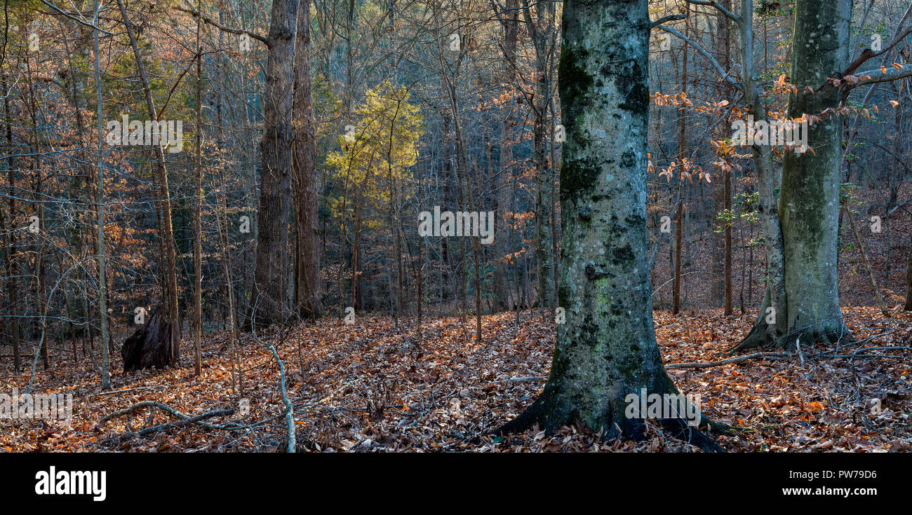 American beech (Fagus grandifolia) and other trees in Ivy Creek Natural