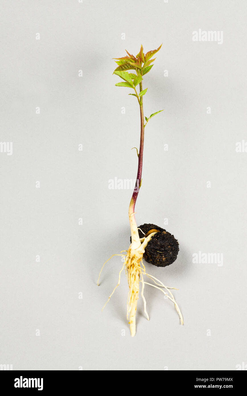 Eastern black walnut (Juglans nigra) seedling sprouting from the seed