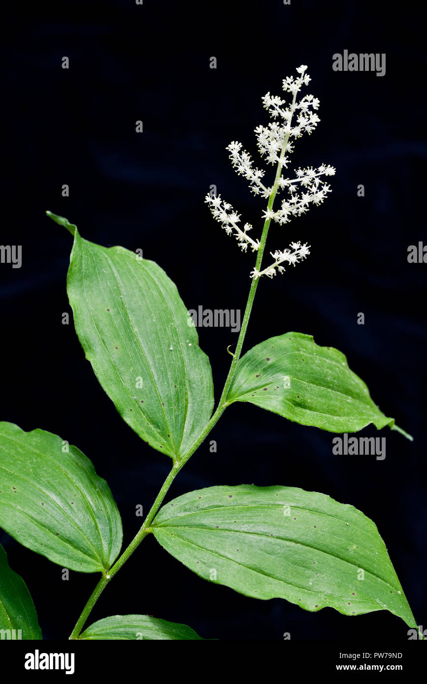 Flowers and leaves of false Solomon's seal (Smilacina racemosa, also Maianthemum racemosum). Also called Treackeberry, Solomon's plume or False Spiken Stock Photo