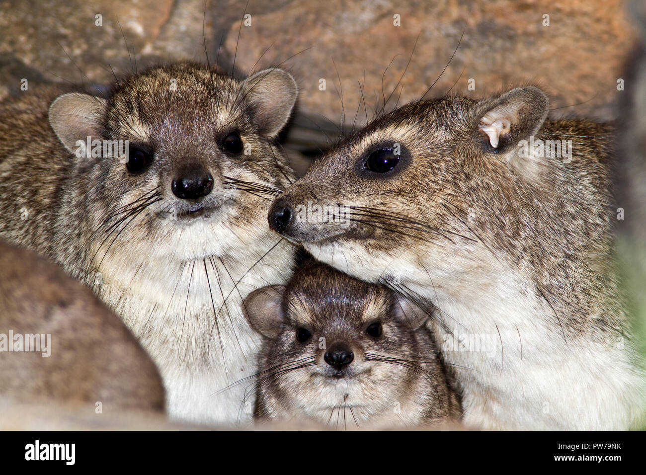 Where Do Hyrax Live Rock