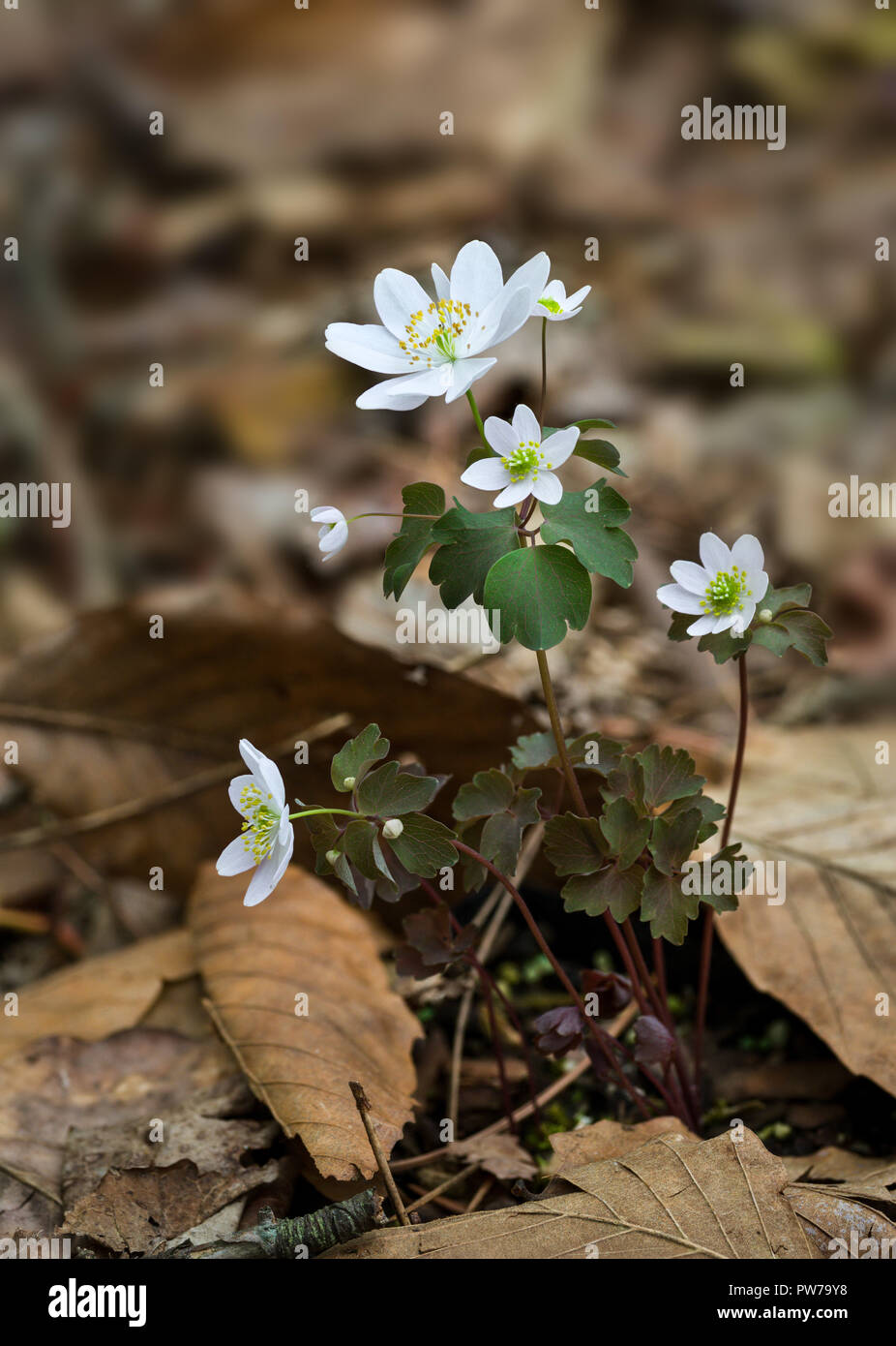 Rue anemone (Anemonella thalictroides) in early spring in central Virginia Stock Photo