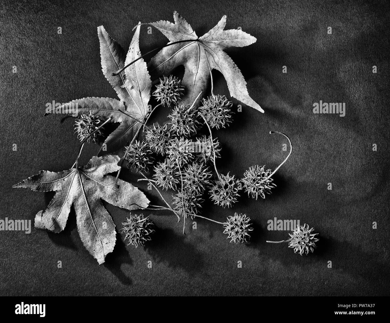 Leaves and fruit of sweetgum tree (Liquidambar styraciflua) in black and white Stock Photo
