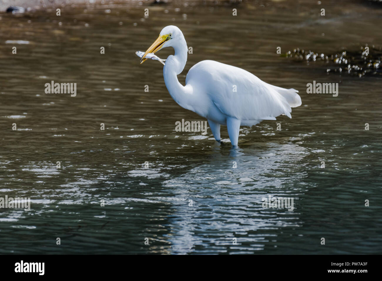 White bird catching fish hires stock photography and images Alamy