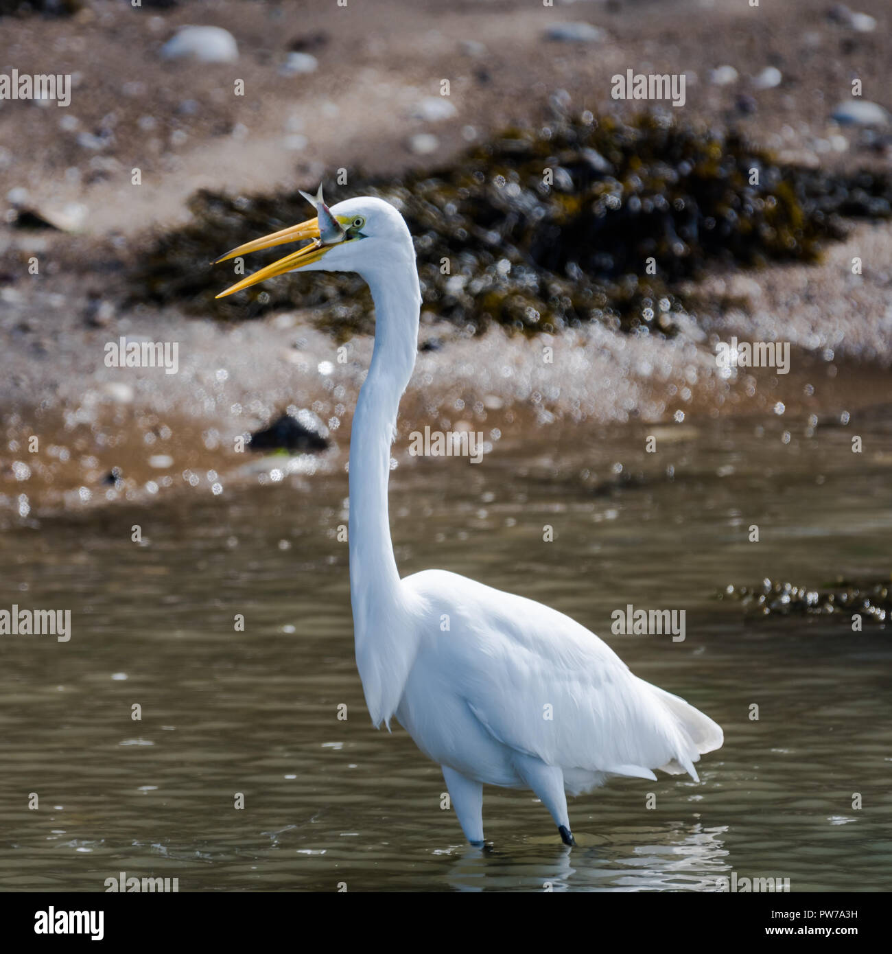 White bird catching fish hires stock photography and images Alamy