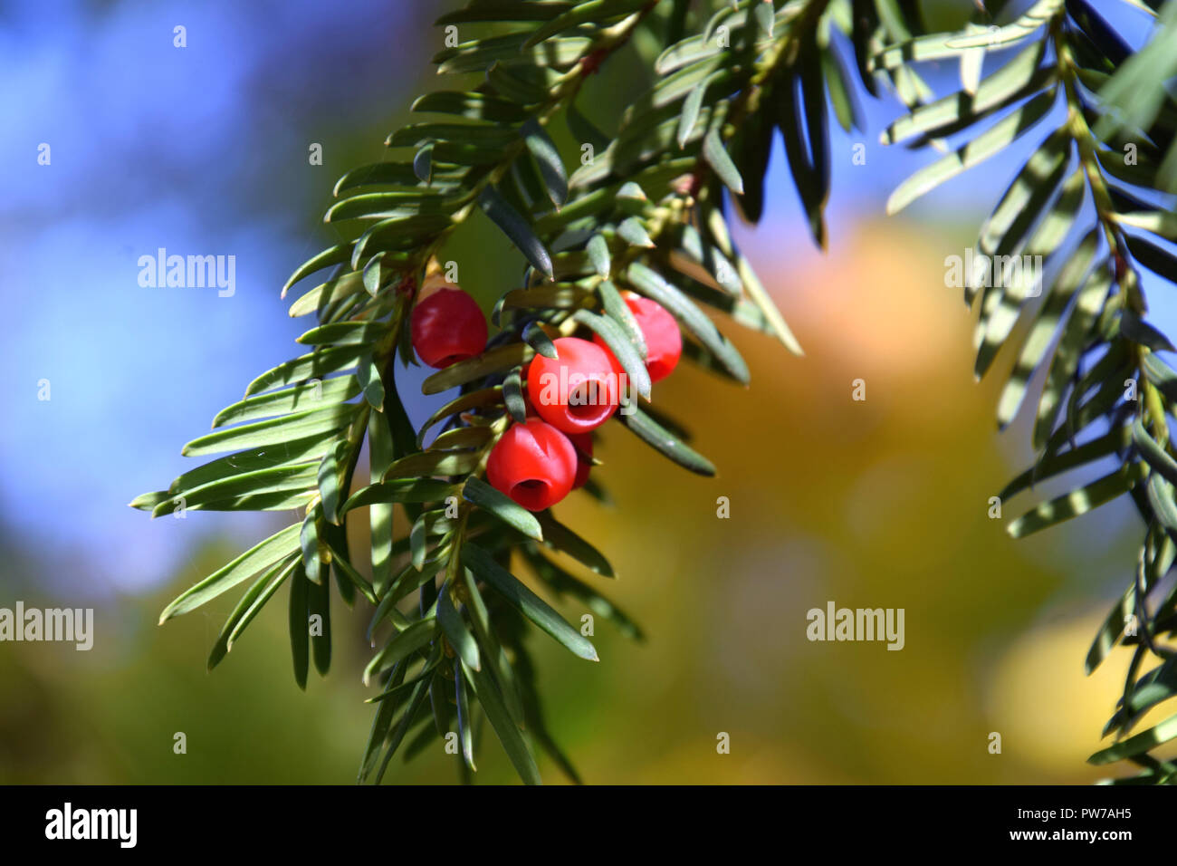 european yew tree with poisonous berry fruits, taxus baccata tree with spirally arranged mature red cones Stock Photo