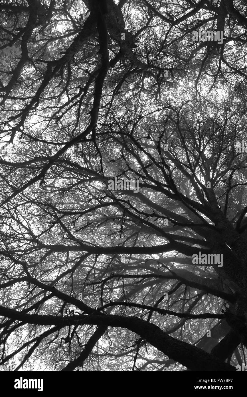 Cedar of lebanon Black and White Stock Photos & Images - Alamy