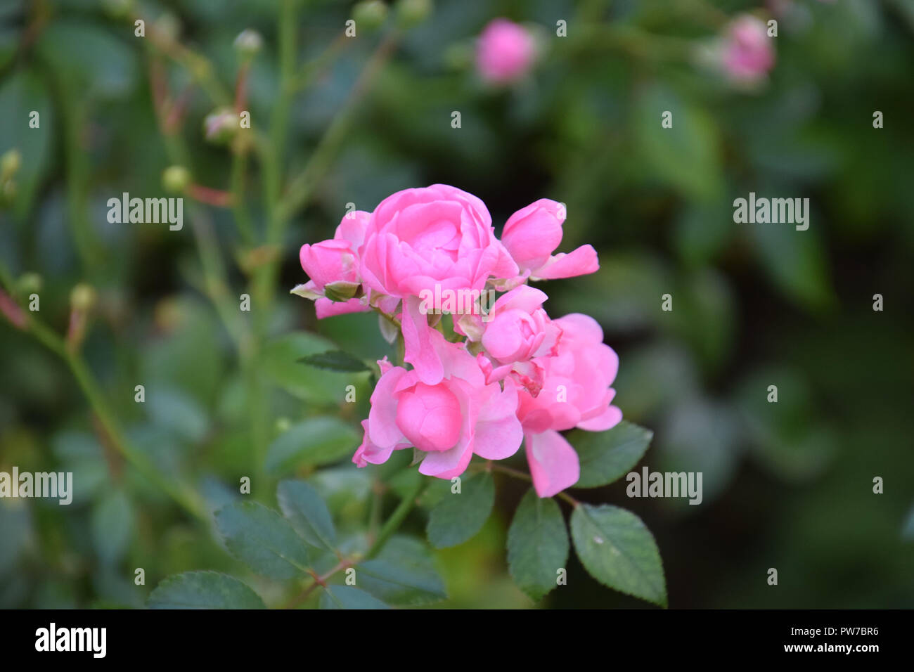 perfect pink bush roses in the centre with darkgreen leaves, bright