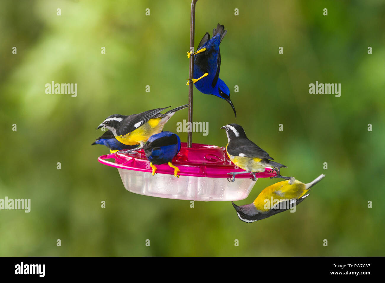 Banaquits Coereba Flaveola And Purple Honeycreepers Cyanerpes