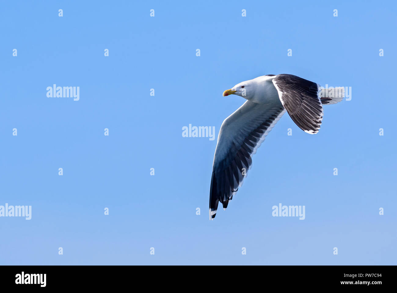 Great Black-backed Gull - Larus marinus, large gull from the North Atlantic ocean. Stock Photo