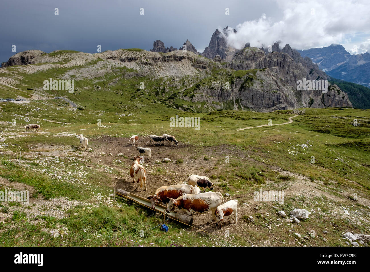 Cows on a green meadow in front of dramatic mountain peaks in the Dolomites in Italy Stock Photo