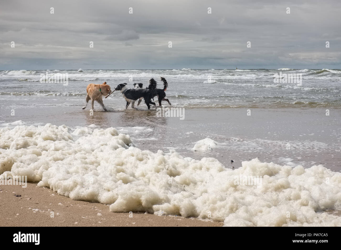 Three dogs playing on a beach covered by Algae Stock Photo