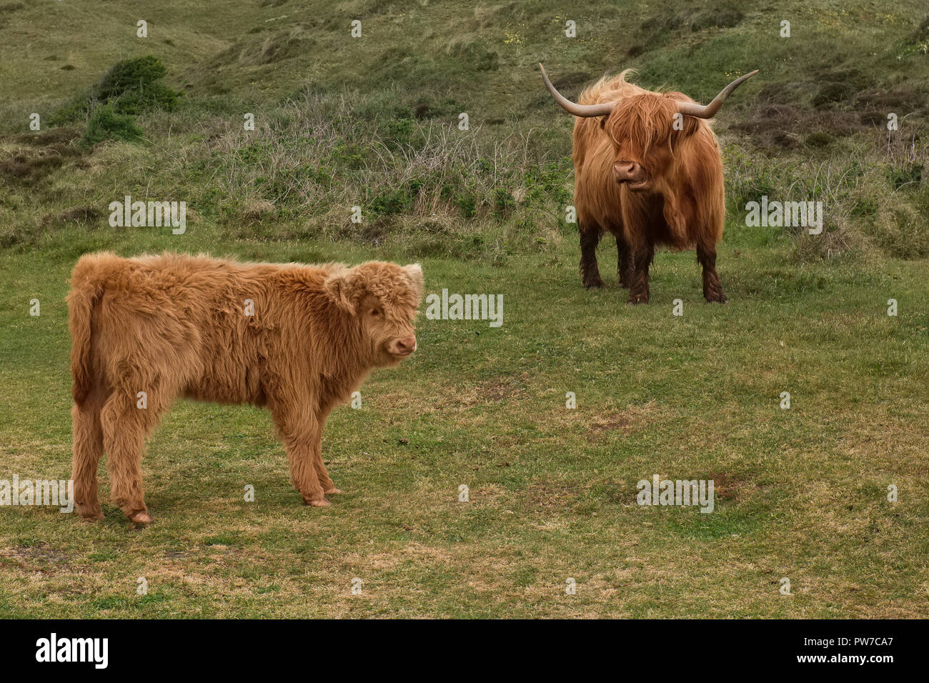 Illustration shows Scottish Highland cow and calf in the Dunes of Texel, the Netherlands. Stock Photo