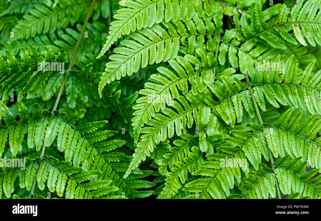Ferns Backgrounds High Resolution Stock Photography and Images - Alamy