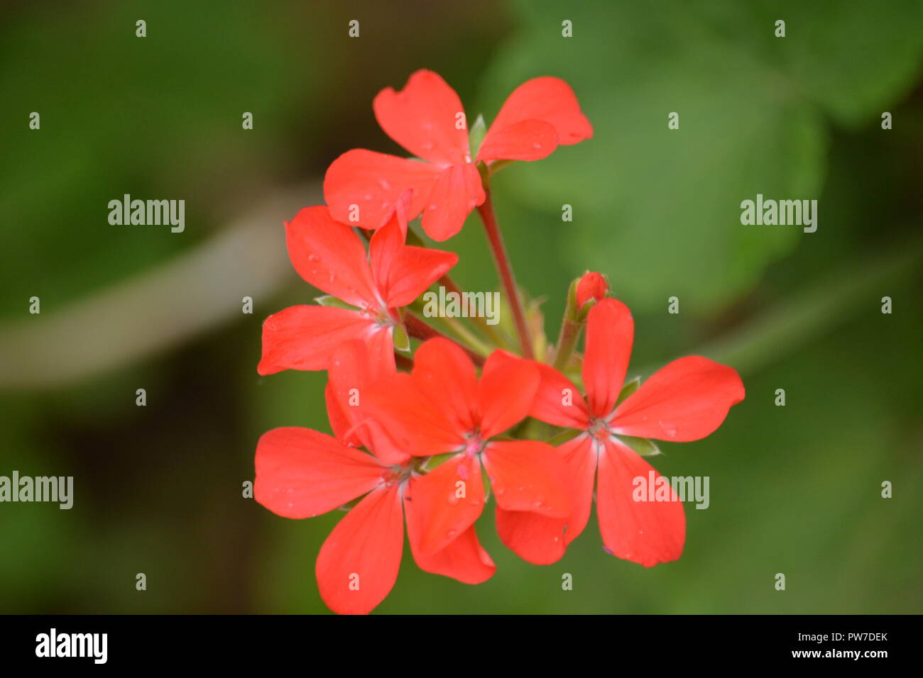 flowers of jungle Stock Photo Alamy