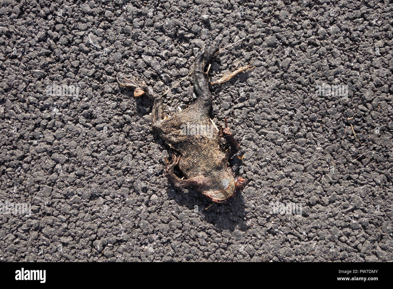Dead frog on the road Stock Photo Alamy