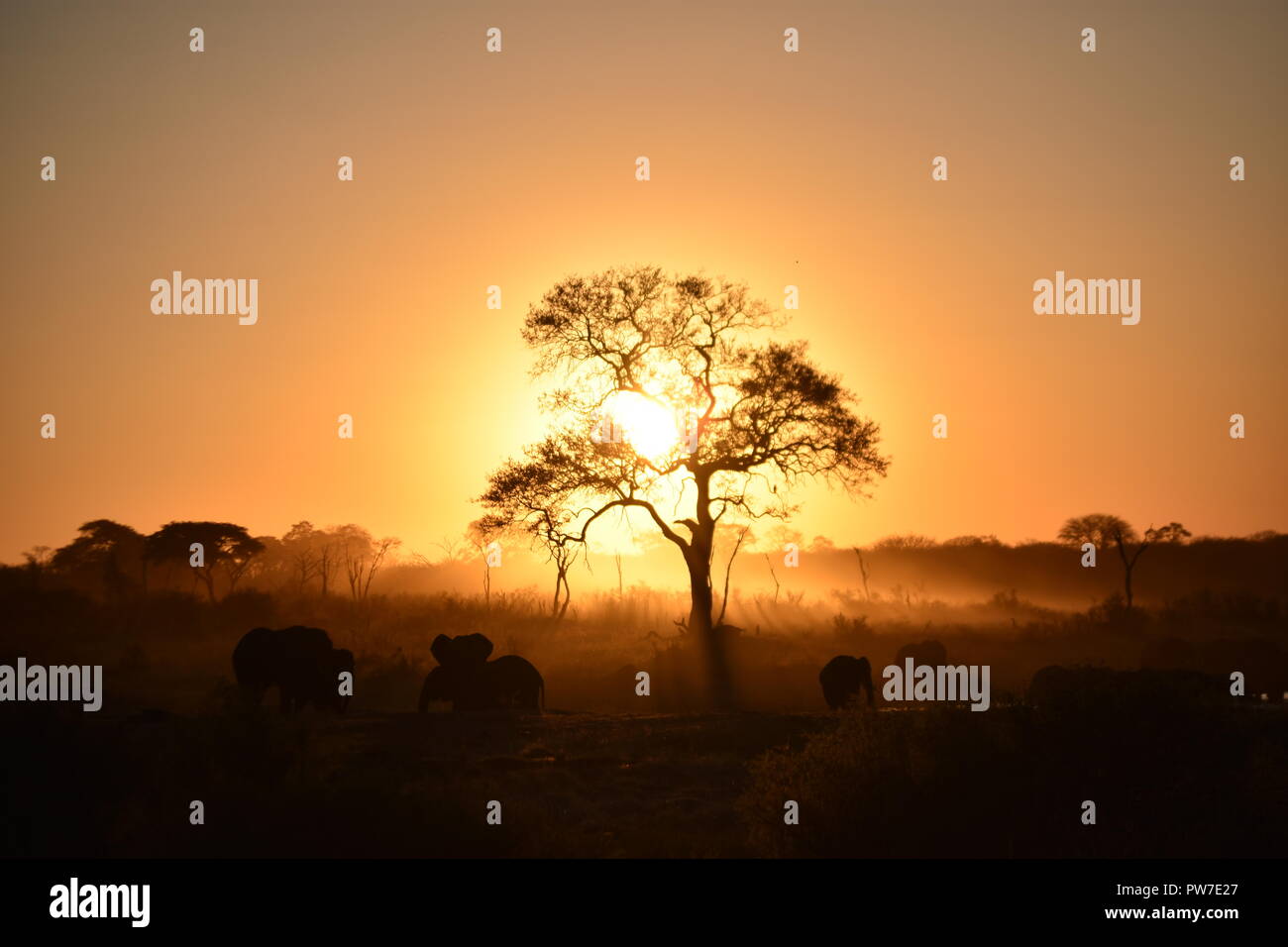 Sunset elephant hi-res stock photography and images - Alamy