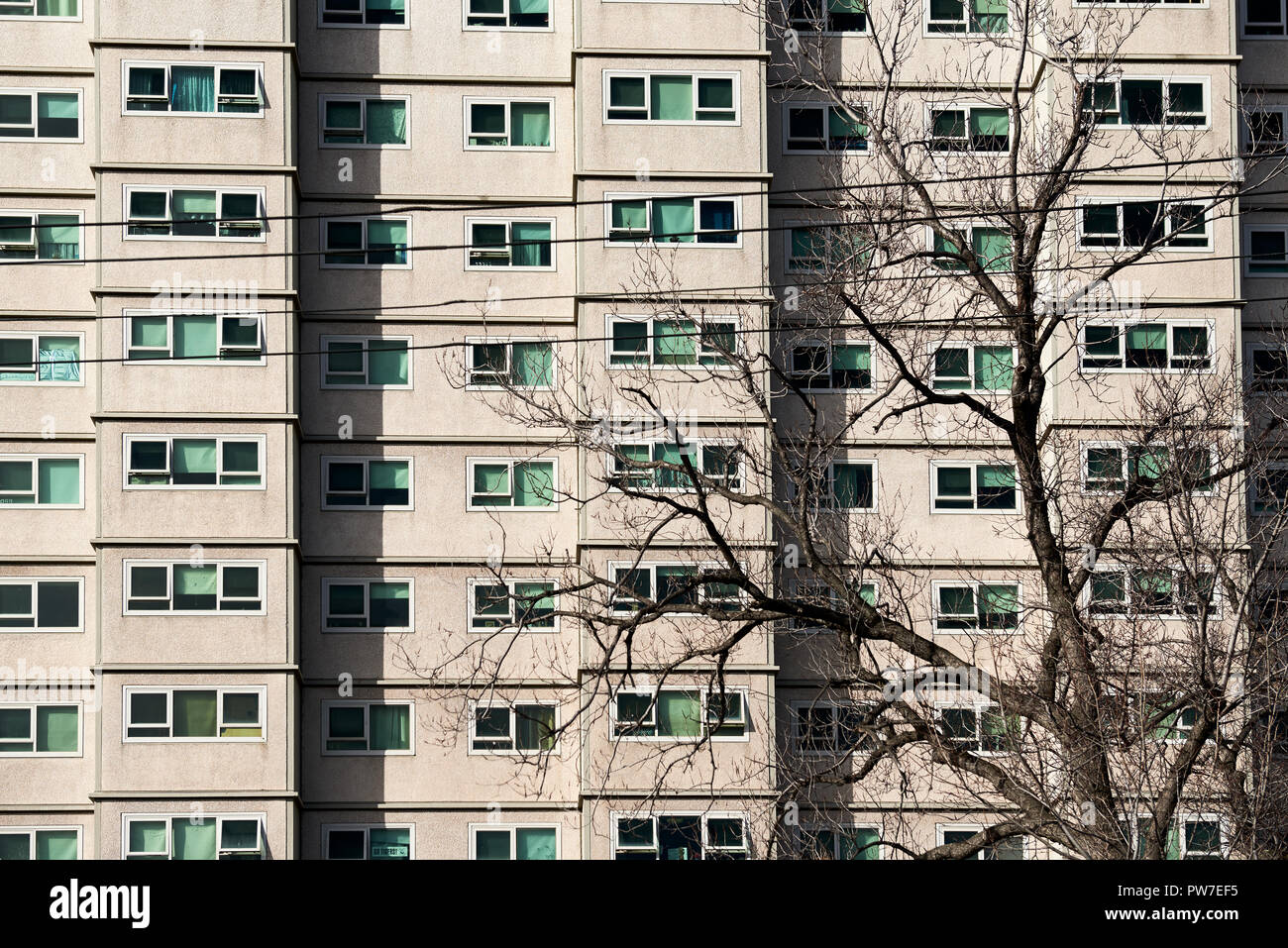Council apartment block with a leafless tree in front. Stock Photo