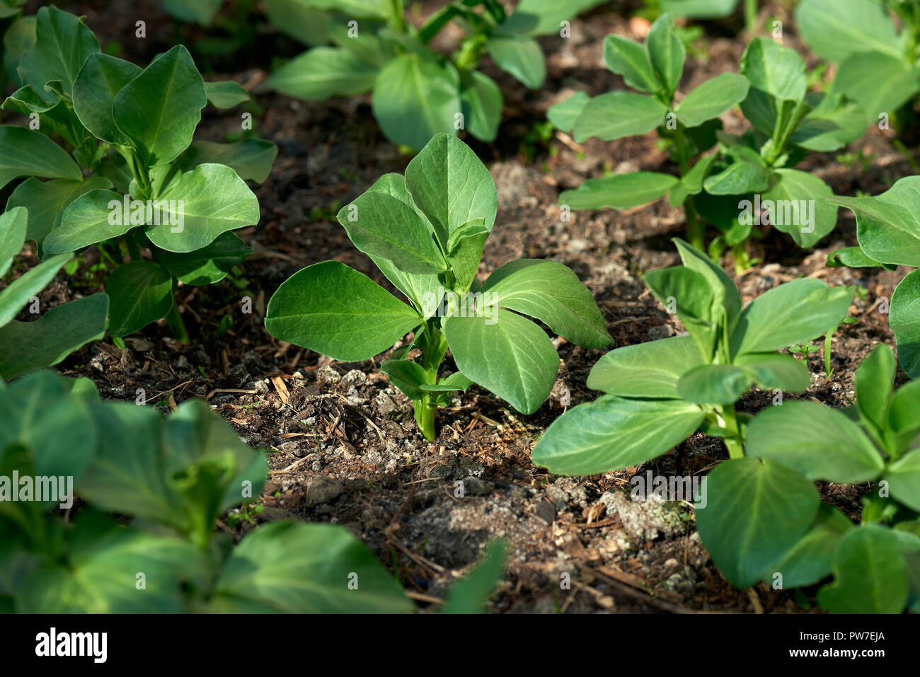 Young Healthy Broad Bean Shoots In A Spring Garden Bed Stock Photo