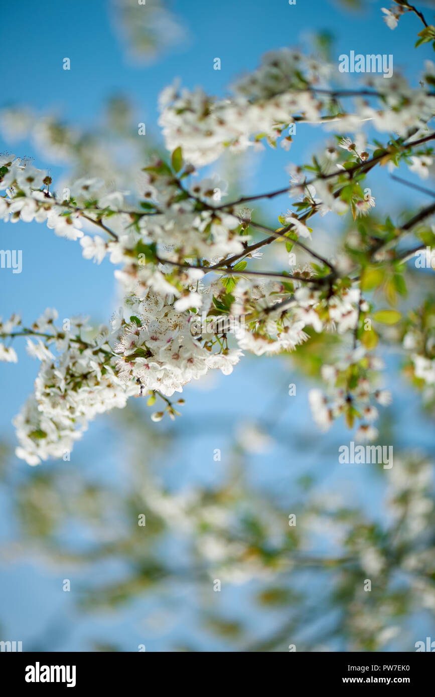 Plum blossom flowering in a spring blue sky. Stock Photo