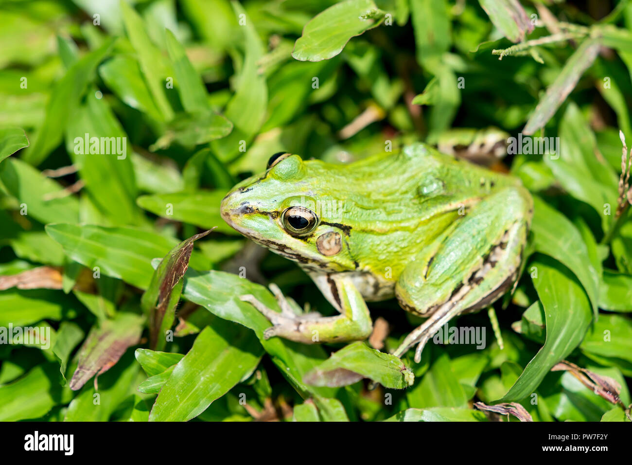 Frog in the grass hi-res stock photography and images - Alamy