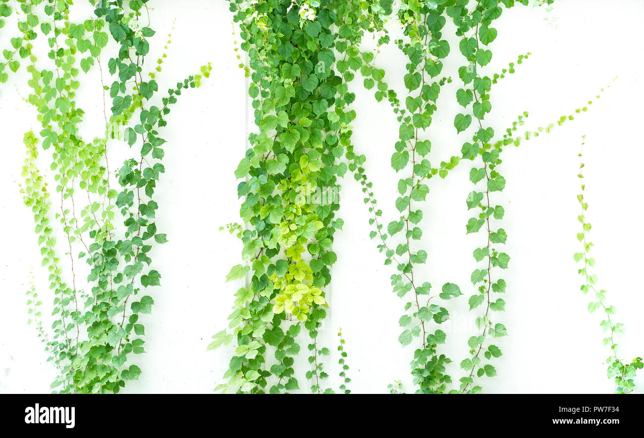 ivy leaves isolated on a white background Stock Photo - Alamy