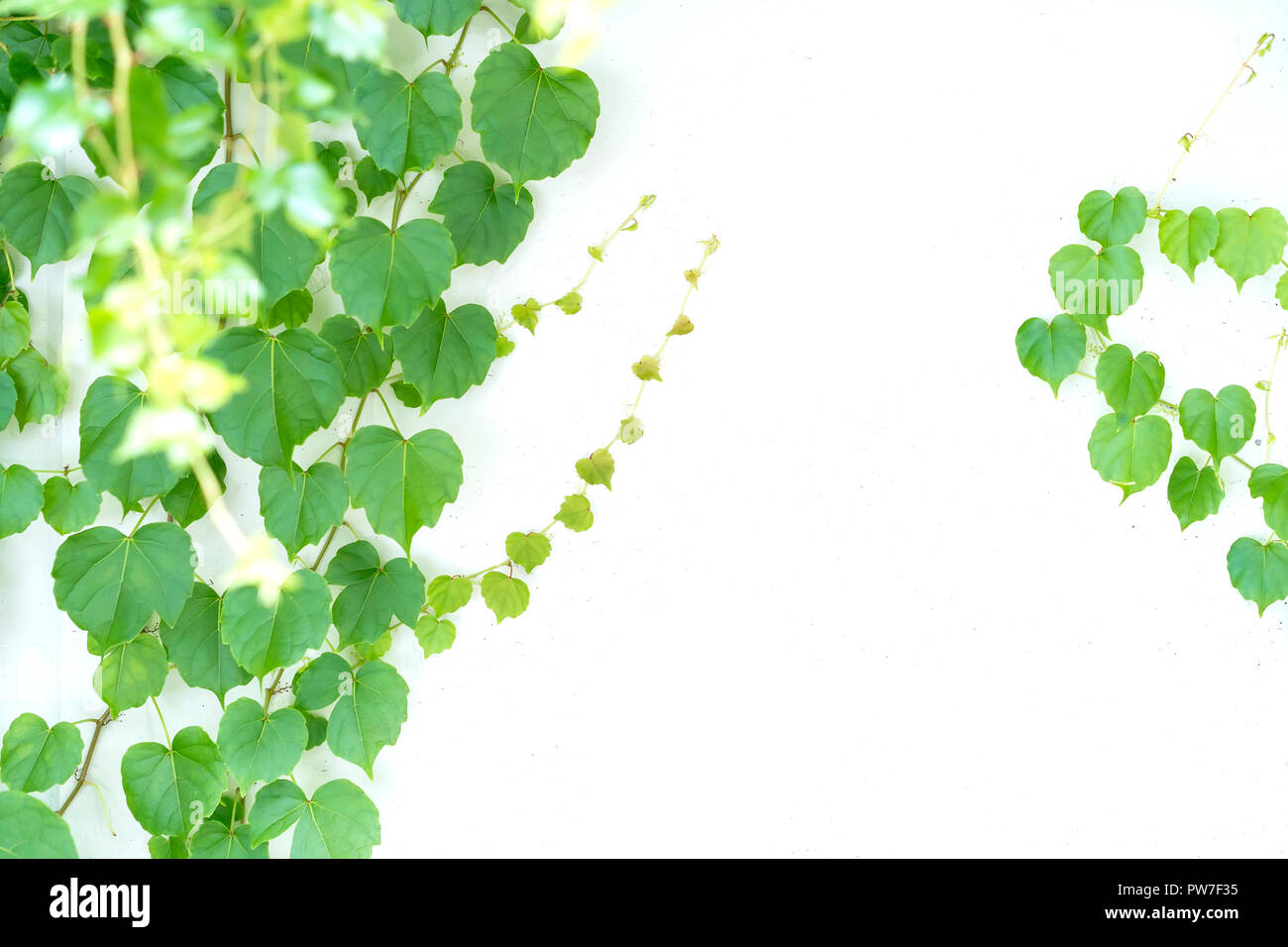 ivy leaves isolated on a white background Stock Photo - Alamy