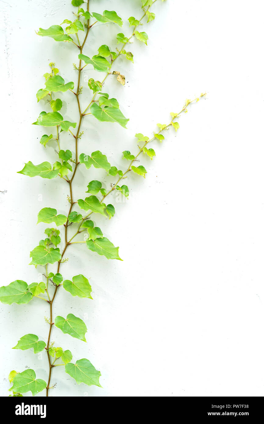 ivy leaves isolated on a white background Stock Photo - Alamy