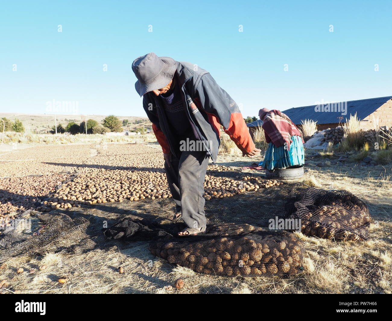 In PERU a variety of potato called Chuño, produced by dehydration through a cycle of exposure to sun and frost and crushing. Stock Photo
