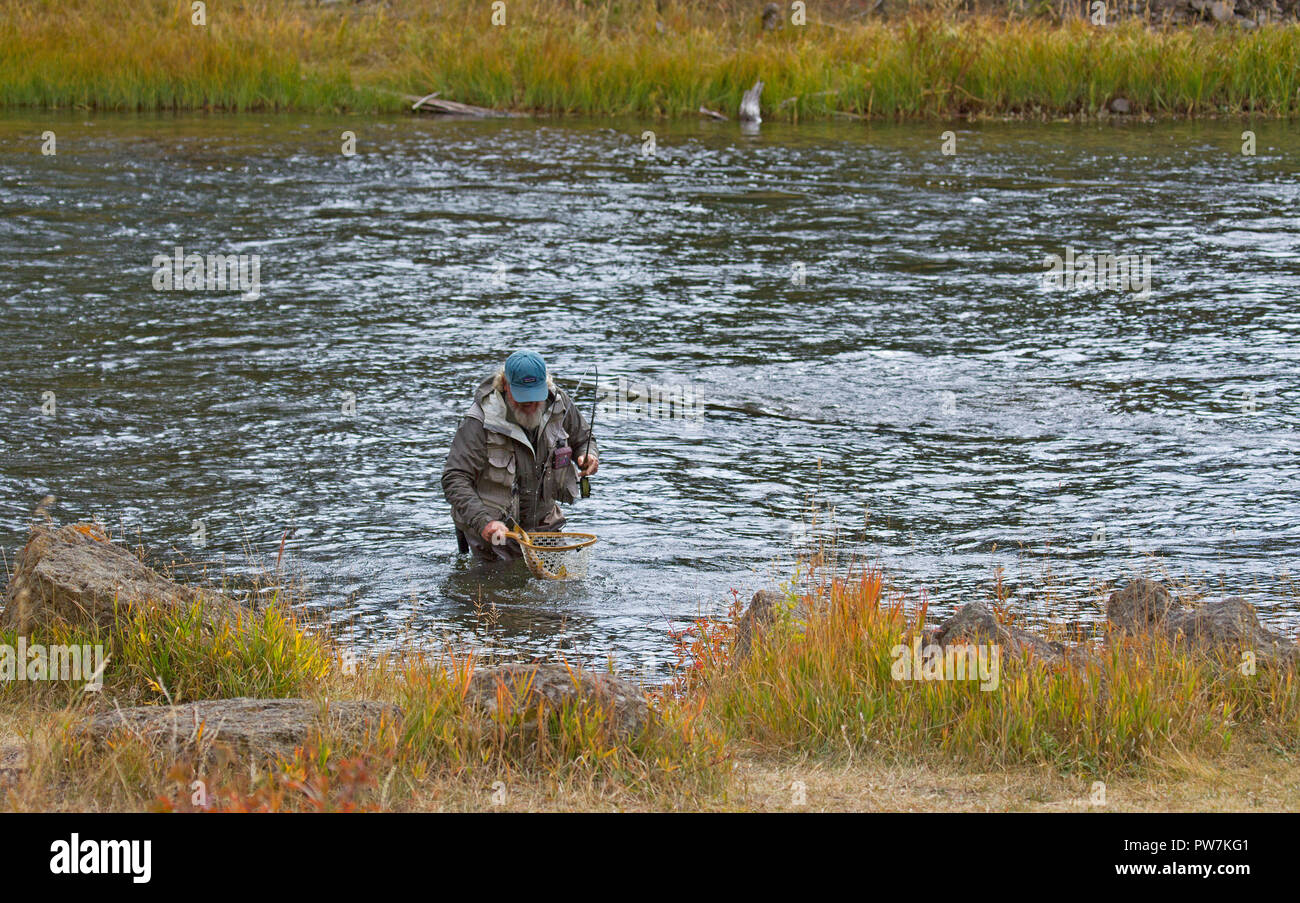 Fly Fisherman with Brown Trout in Net Stock Photo Alamy