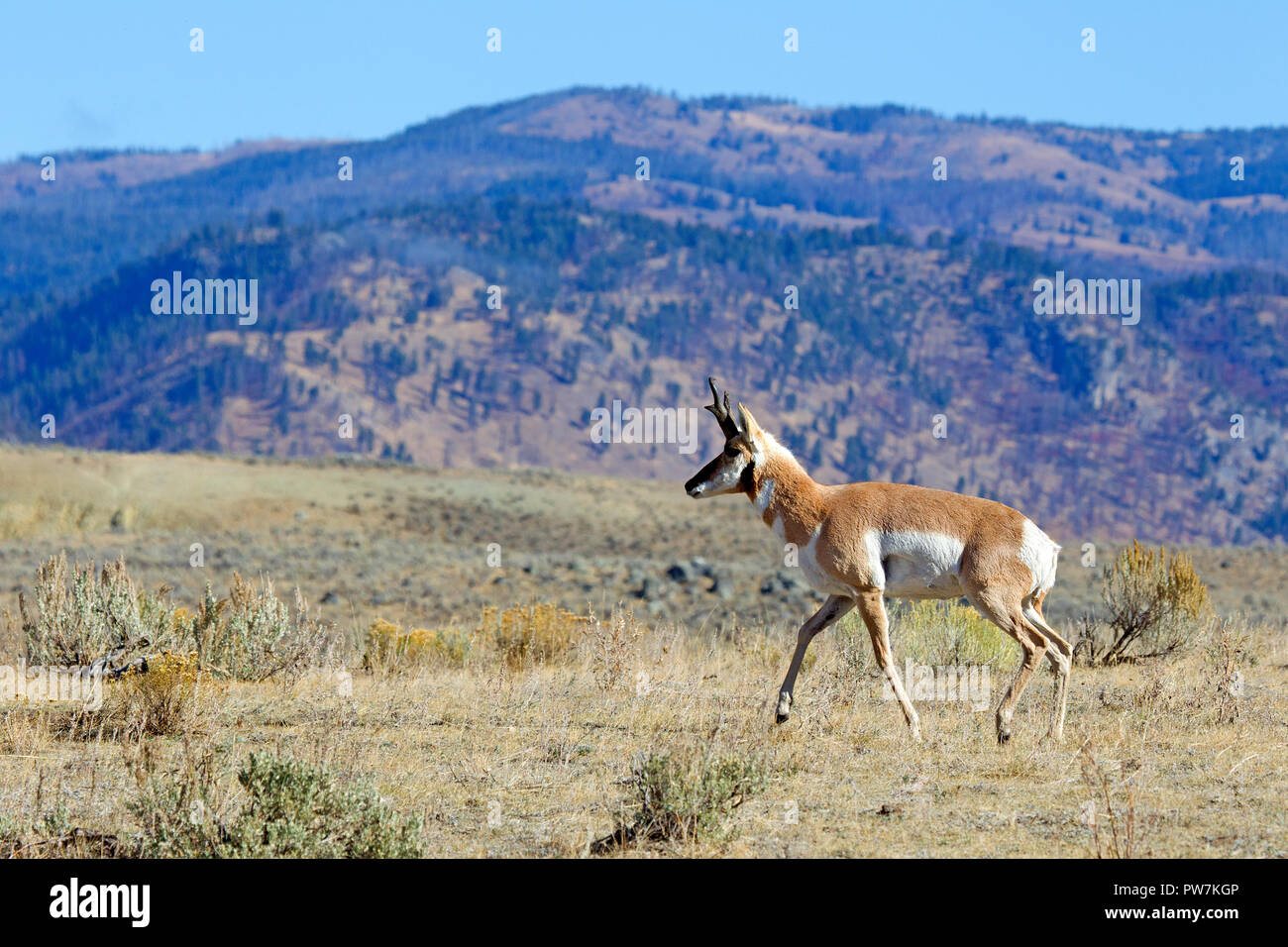 Pronghorn Antelope buck running in Lamar Valley Stock Photo