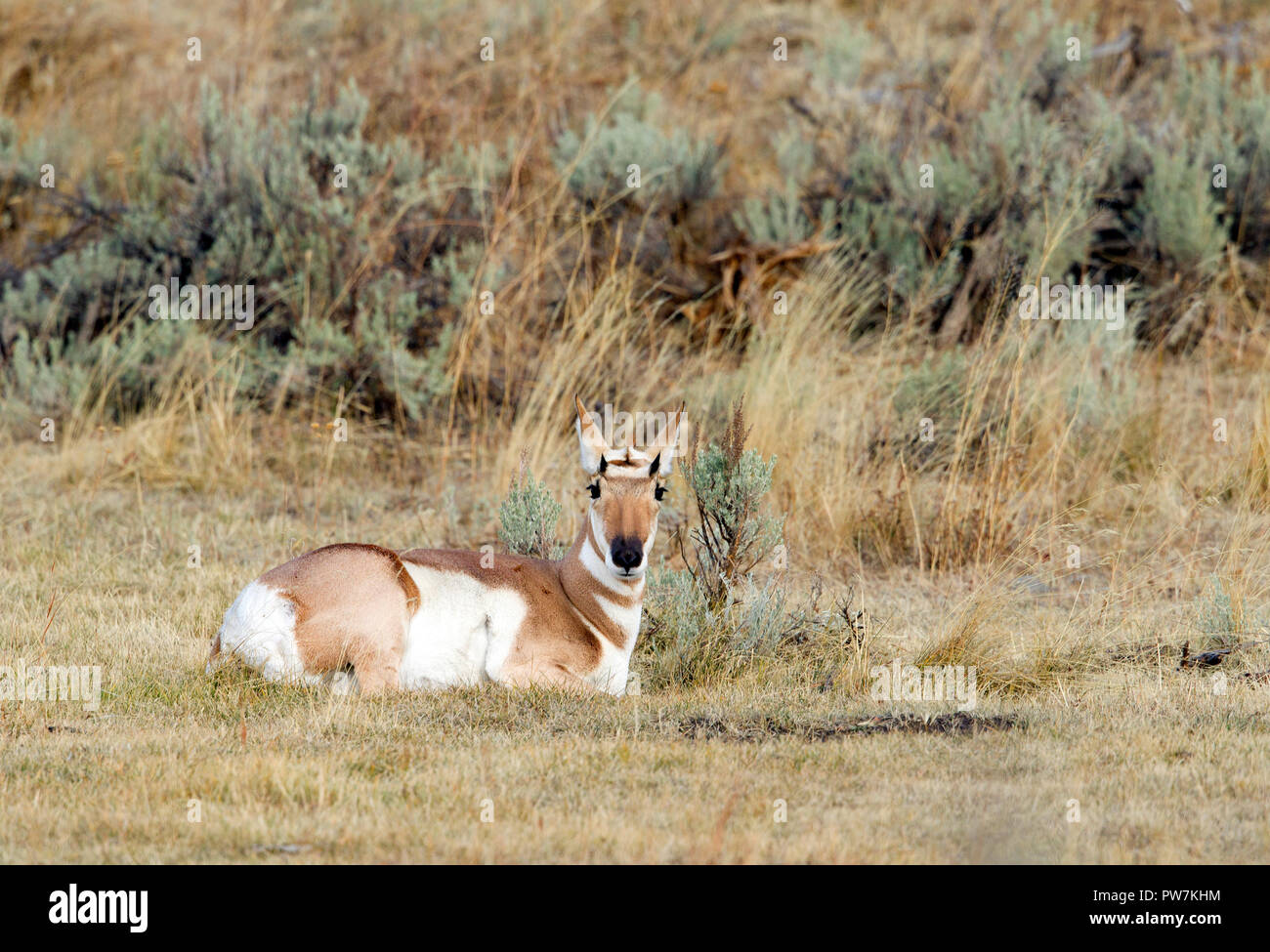 Pronghorn antelope Lying Down Stock Photo